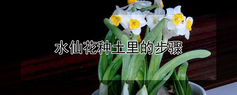 水仙花种土里的步骤（水仙花怎么种土里）