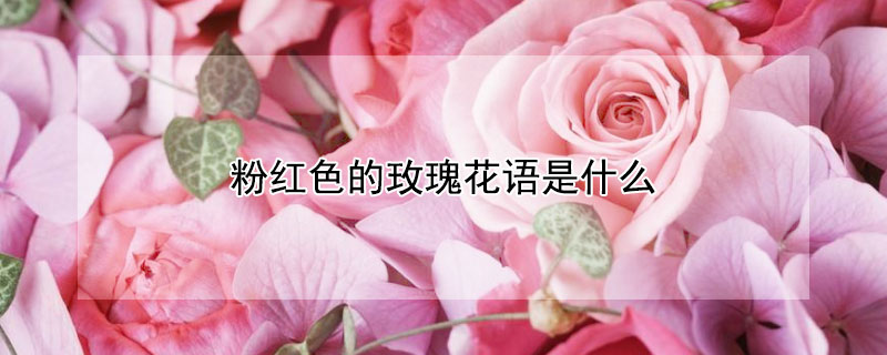 粉红色的玫瑰花语是什么 粉红色玫瑰的花语是什么?