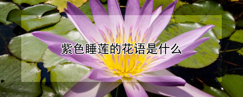 紫色睡蓮的花語是什么（紫色睡蓮的花語是什么,象征了什么?）