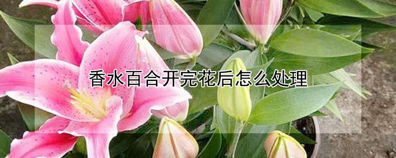 香水百合開(kāi)完花后怎么處理 香水百合開(kāi)完花后怎么處理視頻