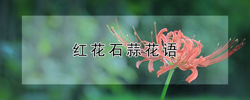 紅花石蒜花語（紅花石蒜的花語）