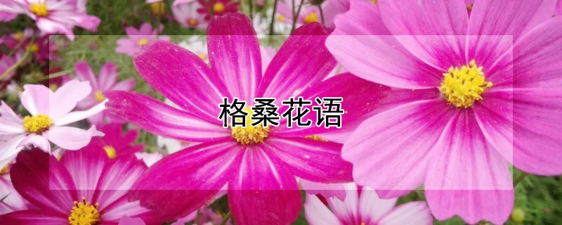 格?；ㄕZ(yǔ)（格桑花語(yǔ)文閱讀）