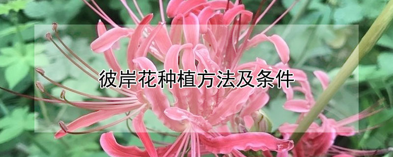 彼岸花种植方法及条件 彼岸花如何种植养护