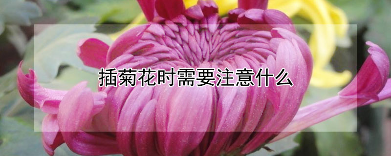 插菊花時需要注意什么