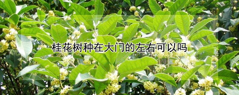 桂花树种在大门的左右可以吗（桂花树能种在大门两侧吗?）