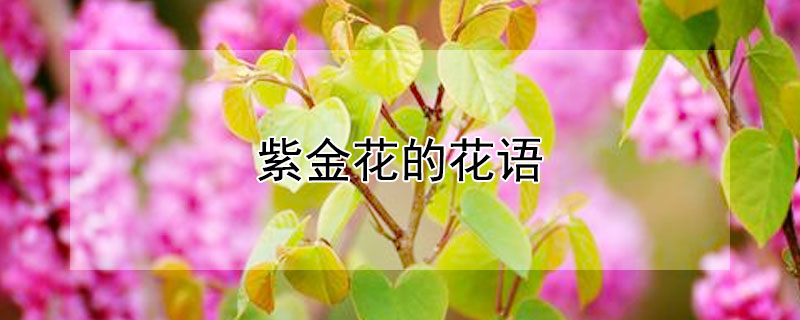 紫金花的花語(yǔ)（紫金花的花語(yǔ)是什么）