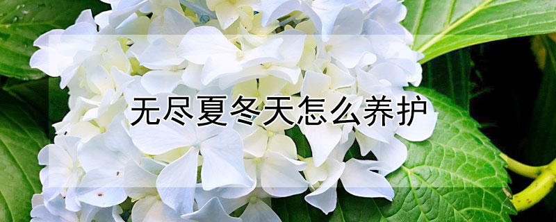 無盡夏冬天怎么養(yǎng)護(hù) 無盡夏秋季怎么養(yǎng)護(hù)