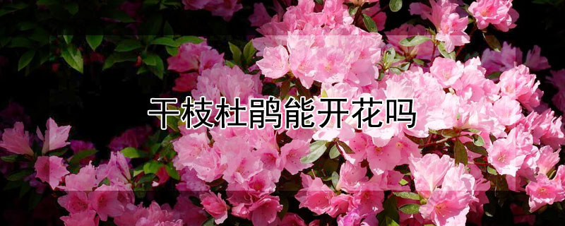 干枝杜鹃能开花吗 干枝杜鹃会开花吗