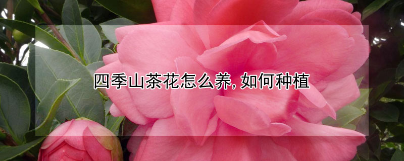 四季山茶花怎么养,如何种植（四季山茶花的养殖方法 盆栽 家庭）