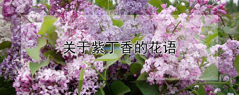 關(guān)于紫丁香的花語 紫丁香花的花語與象征