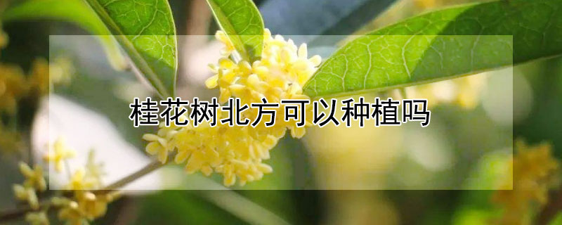 桂花树北方可以种植吗（北方能栽种桂花树吗）