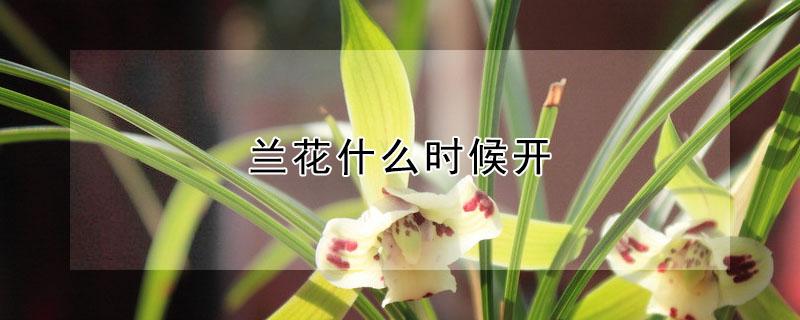 兰花什么时候开（兰花什么时候开花季节）