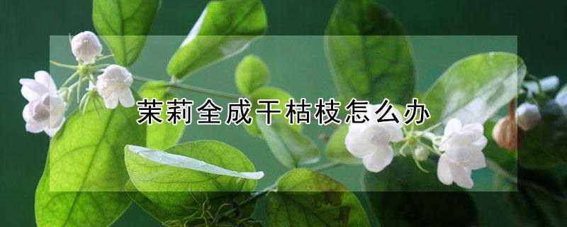 茉莉全成干枯枝怎么办（茉莉枝条干枯了怎么办）