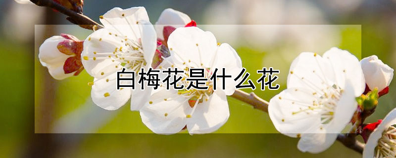 白梅花是什么花（白梅花是啥）