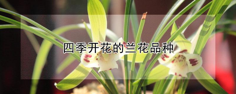 四季开花的兰花品种 四季都开花的兰花品种