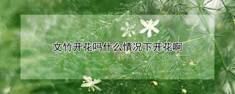 文竹开花吗什么情况下开花啊（文竹也会开花吗?开花意味着什么?）