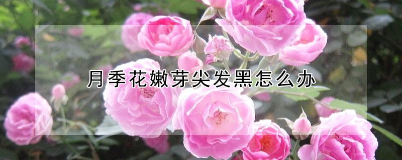 月季花嫩芽尖发黑怎么办 月季花芽点变黑了怎么办