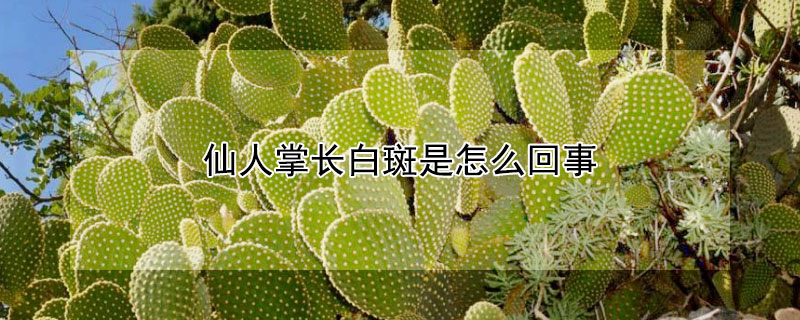 仙人掌长白斑是怎么回事（仙人掌出现白斑是什么怎样治疗）