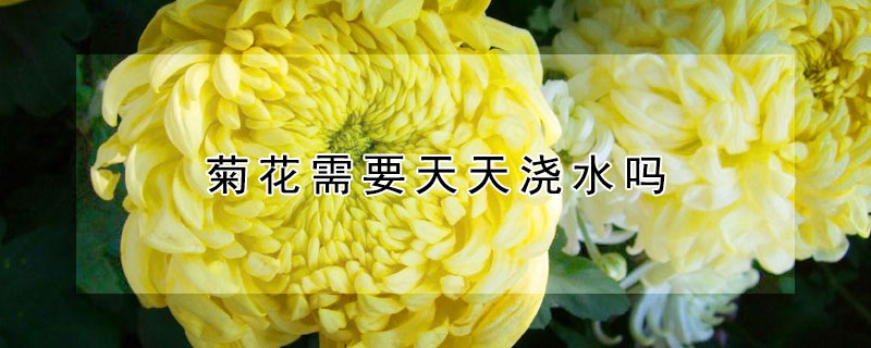 菊花需要天天澆水嗎 菊花要多澆水還是少澆水