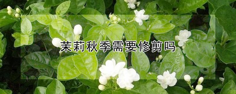 茉莉秋季需要修剪吗 茉莉什么季节修剪