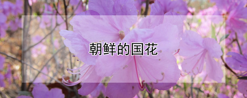 朝鲜的国花（朝鲜的国花是啥）