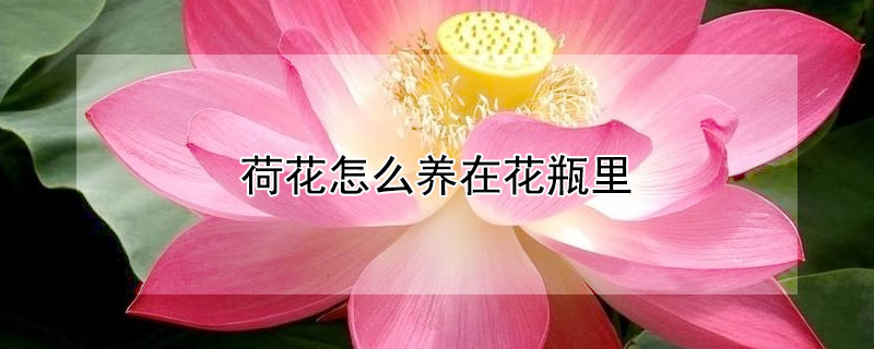 荷花怎么養(yǎng)在花瓶里（如何瓶養(yǎng)荷花）