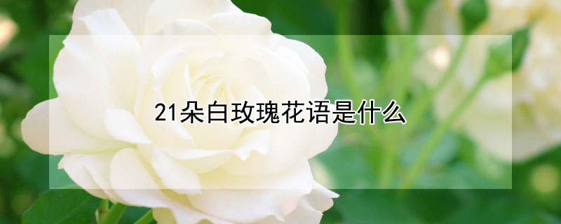 21朵白玫瑰花語是什么（20朵白玫瑰花語是什么）