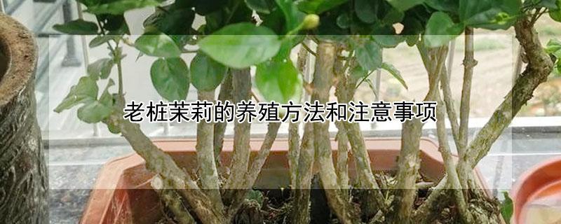 老桩茉莉的养殖方法和注意事项 茉莉怎样养成老桩