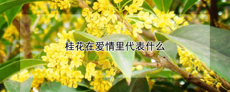 桂花在愛情里代表什么 桂花為什么象征愛情