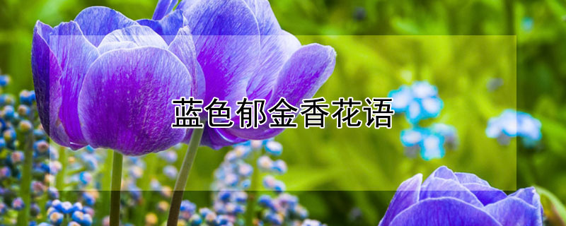 藍(lán)色郁金香花語 藍(lán)色郁金香花語是什么