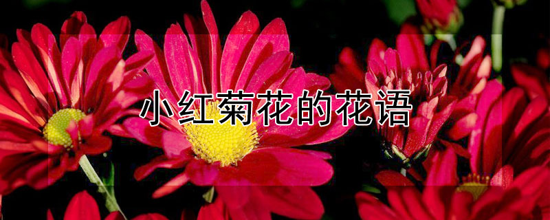 小紅菊花的花語(yǔ)（紅菊花 花語(yǔ)）