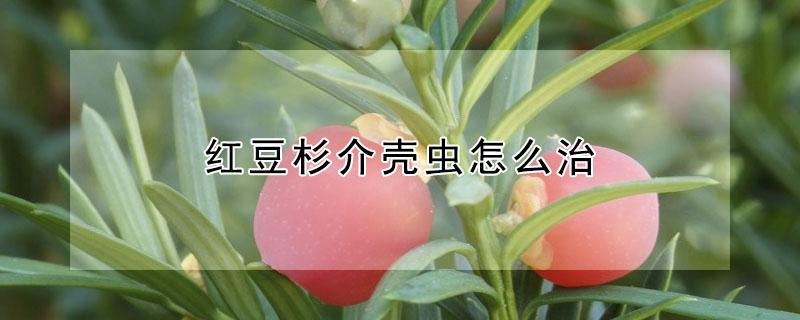 紅豆杉介殼蟲怎么治 紅豆杉介殼蟲病圖片