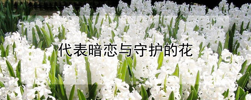 代表暗恋与守护的花（玛格烈菊）