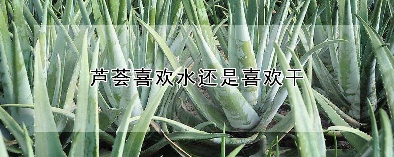 芦荟喜欢水还是喜欢干（芦荟喜欢水还是不喜欢水）