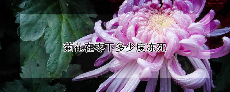 菊花在零下多少度冻死（菊花多少温度会冻死）