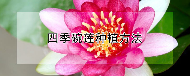 四季碗莲种植方法（四季碗莲种植方法视频）