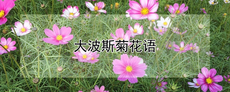 大波斯菊花語 大波斯菊花語是什么