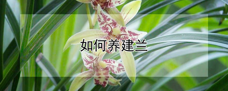 如何養(yǎng)建蘭 蘭花建蘭怎么養(yǎng)