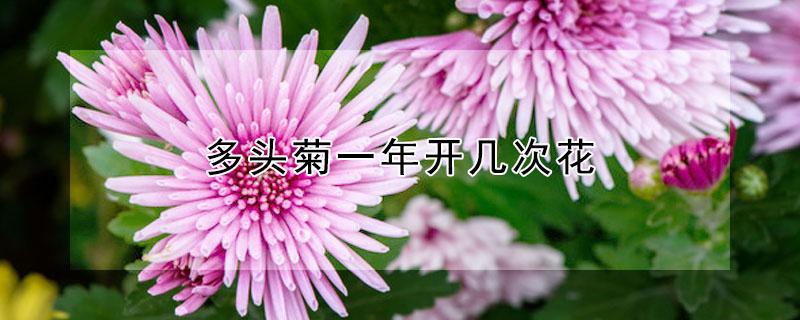 多頭菊一年開(kāi)幾次花 多頭菊的花期有多長(zhǎng)