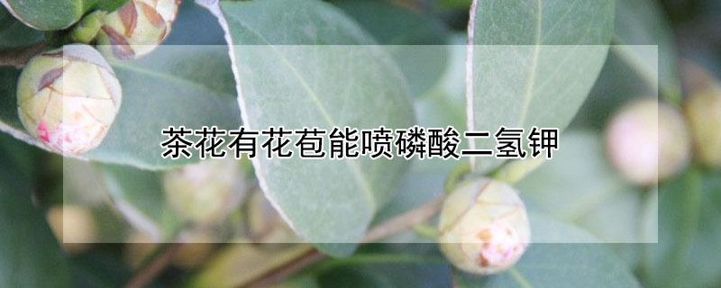 茶花有花苞能喷磷酸二氢钾（茶花可以喷施磷酸二氢钾吗）