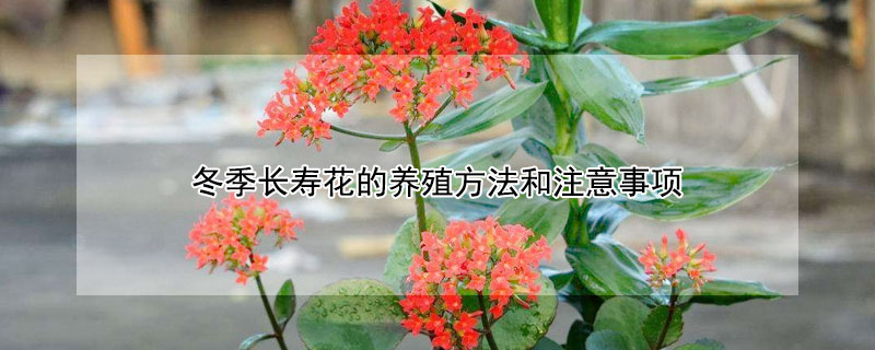 冬季長壽花的養(yǎng)殖方法和注意事項（冬季養(yǎng)長壽花的養(yǎng)殖方法和注意事項）