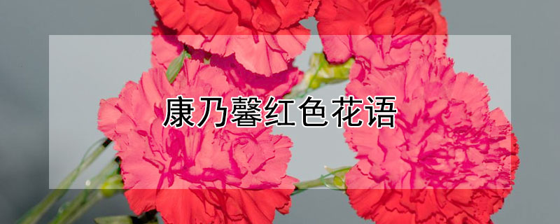 康乃馨紅色花語（深紅色康乃馨的花語是什么）