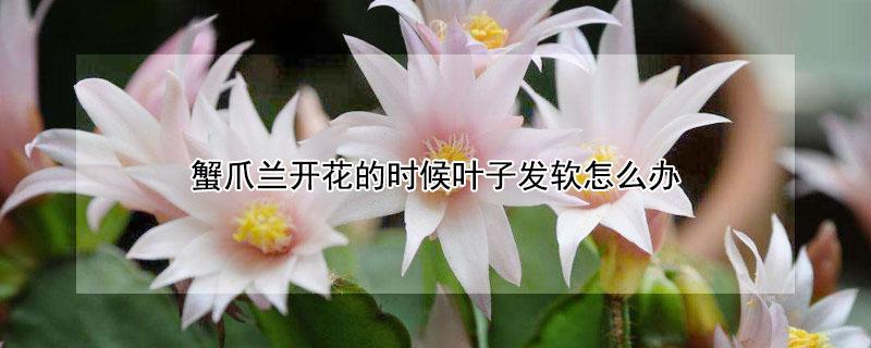 蟹爪兰开花的时候叶子发软怎么办 蟹爪兰花期叶子发软