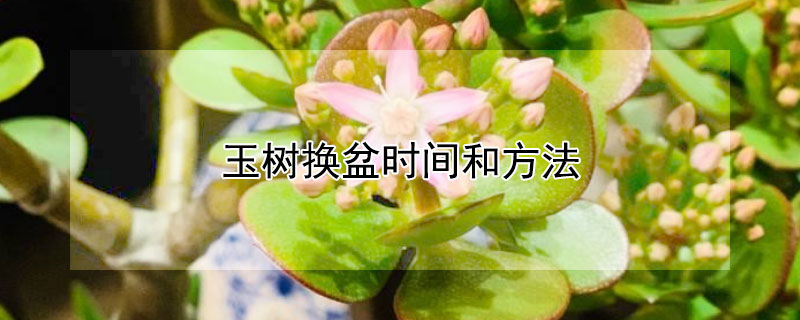 玉树换盆时间和方法（玉树的换盆时间）