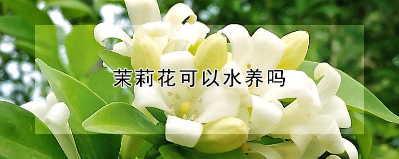 茉莉花可以水养吗（茉莉花可以水养不）