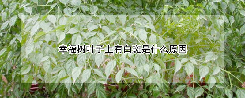 幸福树叶子上有白斑是什么原因（幸福树叶子长白斑）