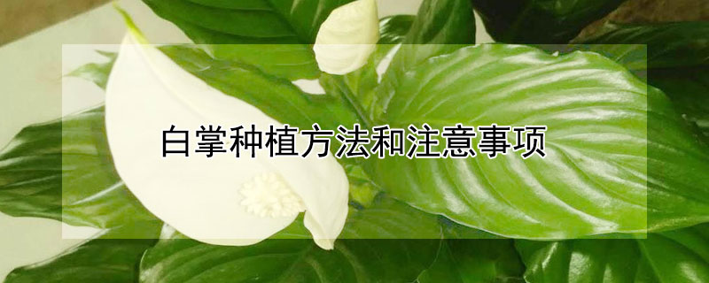 白掌種植方法和注意事項(xiàng) 白掌怎么種植方法