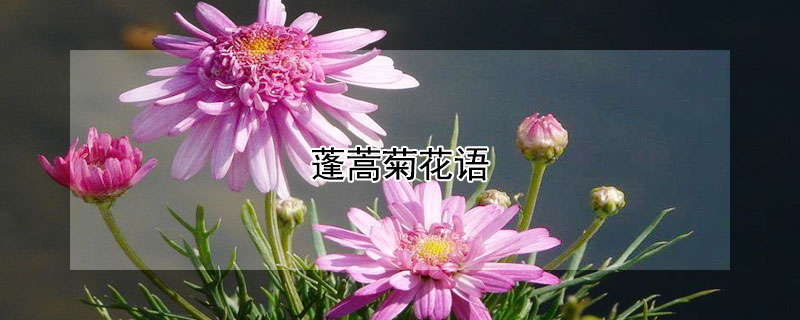 蓬蒿菊花语（蓬蓬菊的花语）