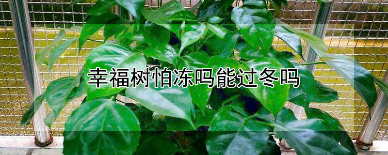 幸福树怕冻吗能过冬吗（幸福树怕冷吗?怎么过冬）