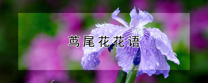 茑尾花花语 风尾花花语